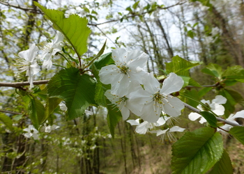 Vogelkirsche (Prunus avium)